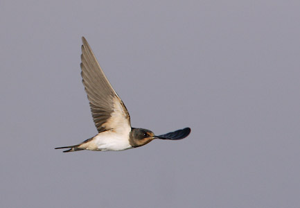 Barn Swallow (Hirundo rustica) photo image