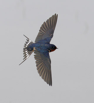 Barn Swallow (Hirundo rustica) photo image