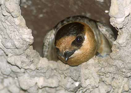 Cave Swallow (Petrochelidon fulva) photo image