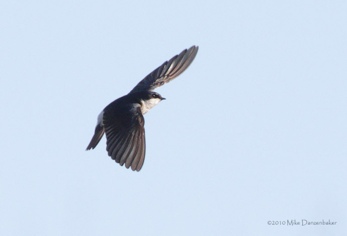 Chilean Swallow (Tachycineta leucopyga) photo