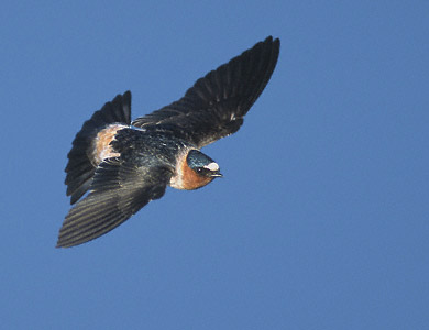 Cliff Swallow (Petrochelidon pyrrhonota) photo image