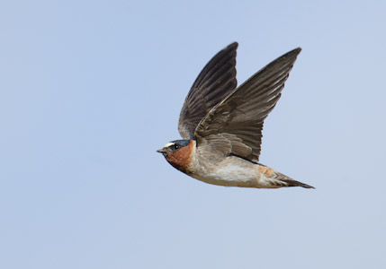 Cliff Swallow (Petrochelidon pyrrhonota) photo image