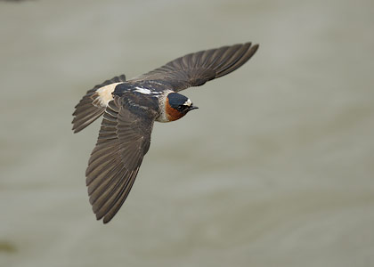 Cliff Swallow (Petrochelidon pyrrhonota) photo image