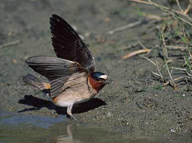 Cliff Swallow (Petrochelidon pyrrhonota) photo image