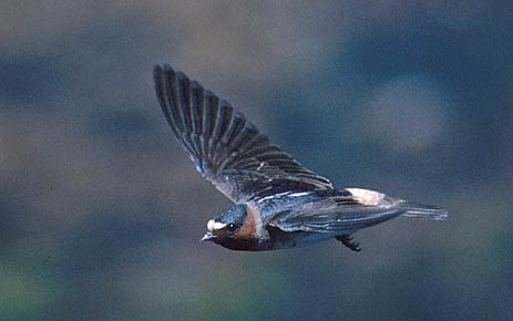 Cliff Swallow (Petrochelidon pyrrhonota) photo image