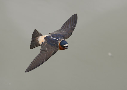 Cliff Swallow (Petrochelidon pyrrhonota) photo image