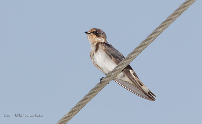 Ethiopian Swallow (Hirundo aethiopica) photo image