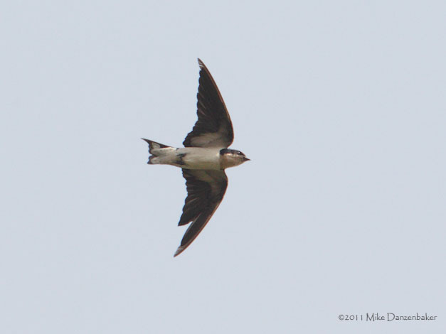Ethiopian Swallow (Hirundo aethiopica) photo image