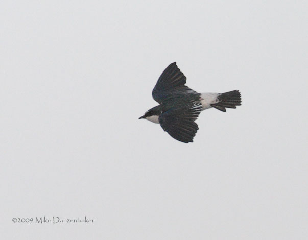 Mangrove Swallow (Tachycineta albilinea) photo