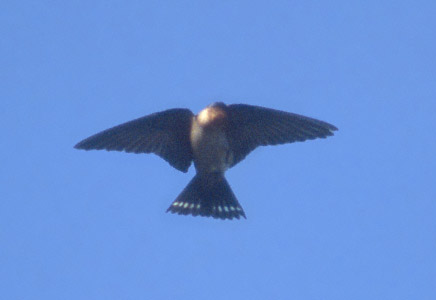 Pacific Swallow (Hirundo tahitica) photo image