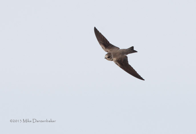 Pale Martin (Riparia diluta) photo