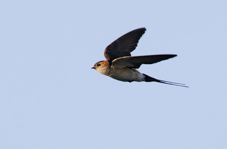 Red-rumped Swallow (Cecropis daurica) photo image