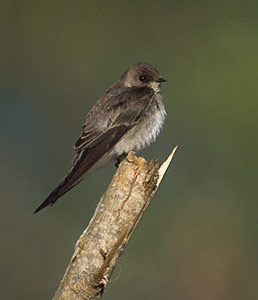 Northern Rough-winged Swallow (Stelgidopteryx serripennis) photo image