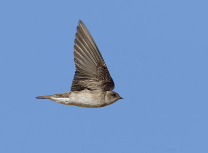 Northern Rough-winged Swallow (Stelgidopteryx serripennis) photo image