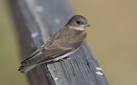 Northern Rough-winged Swallow (Stelgidopteryx serripennis) photo image