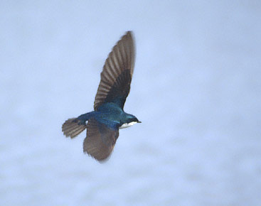Tree Swallow (Tachycineta bicolor) photo image