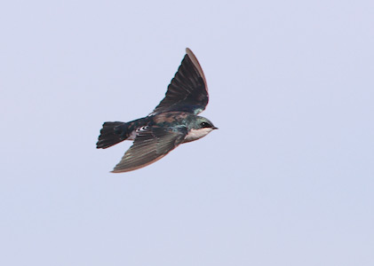 Tree Swallow (Tachycineta bicolor) photo image