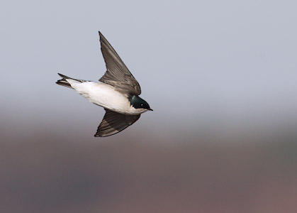 Tree Swallow (Tachycineta bicolor) photo image