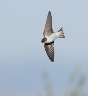 Violet-green Swallow (Tachycineta thalassina) photo