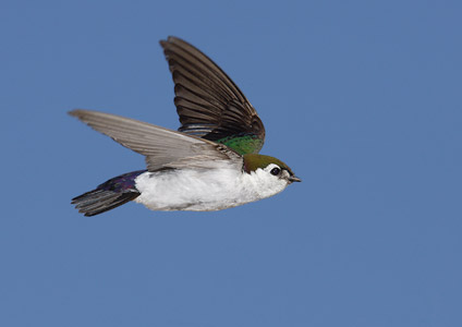 Violet-green Swallow (Tachycineta thalassina) photo