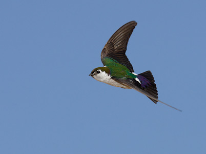 Violet-green Swallow (Tachycineta thalassina) photo