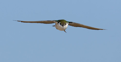 Violet-green Swallow (Tachycineta thalassina) photo
