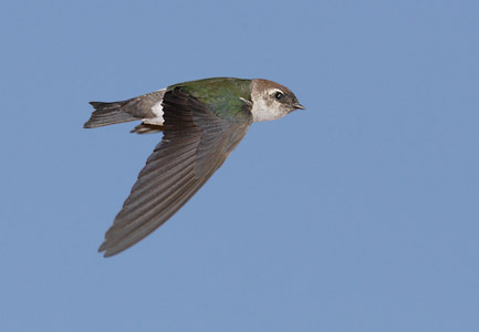 Violet-green Swallow (Tachycineta thalassina) photo