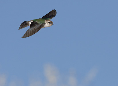 Violet-green Swallow (Tachycineta thalassina) photo