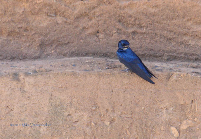 White-bibbed Swallow (Hirundo nigrita) photo image
