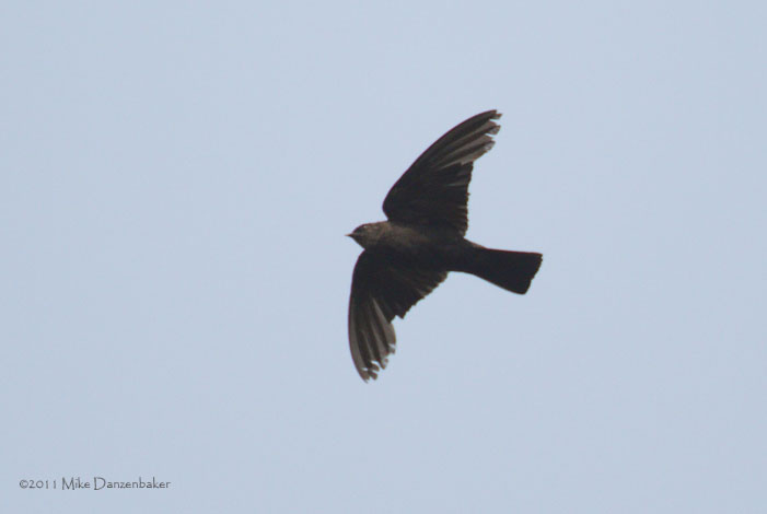 Square-tailed Saw-wing (Psalidoprocne nitens) photo image