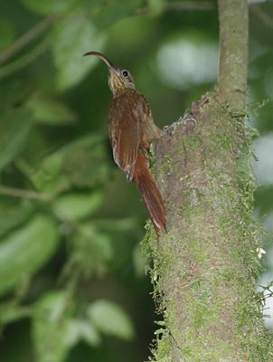 Brown-billed Scythebill (Campylorhamphus pusillus) photo image