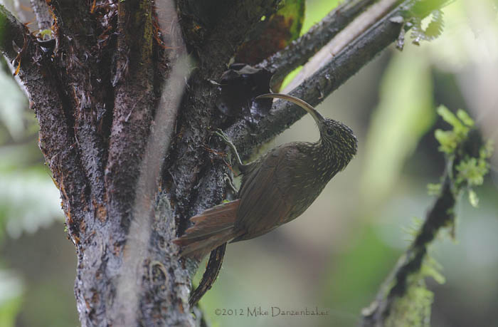Brown-billed Scythebill (Campylorhamphus pusillus) photo image