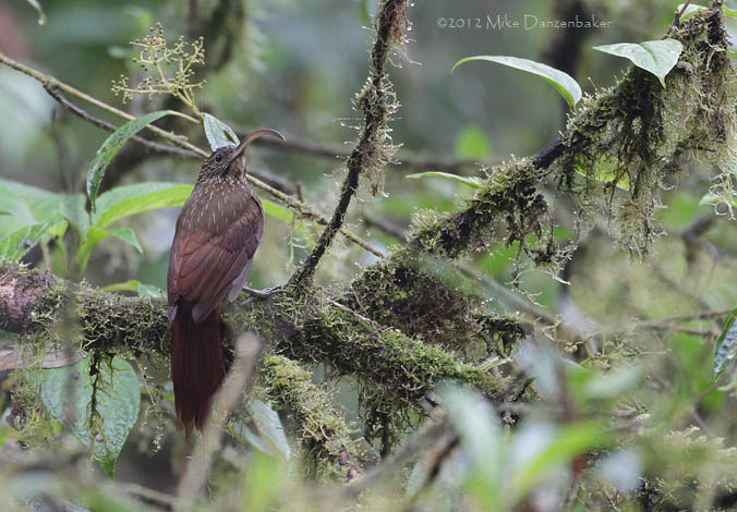 Brown-billed Scythebill (Campylorhamphus pusillus) photo image