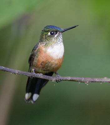 Violet-tailed Sylph (Aglaiocercus coelestis) photo image