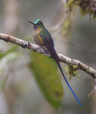 Violet-tailed Sylph (Aglaiocercus coelestis) photo image