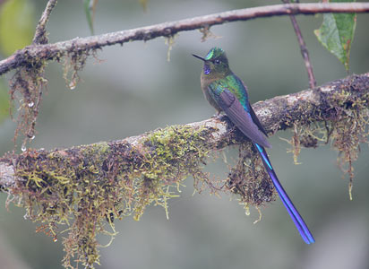 Violet-tailed Sylph (Aglaiocercus coelestis) photo