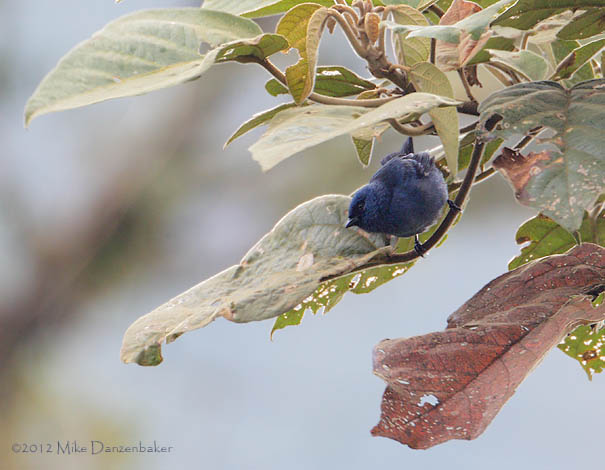 Blue-and-black Tanager (Tangara vassorii) photo image