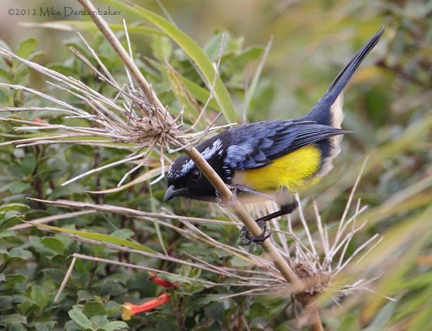 Buff-breasted Mountain Tanager (Dubusia taeniata) photo