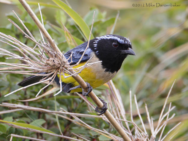 Buff-breasted Mountain Tanager (Dubusia taeniata) photo