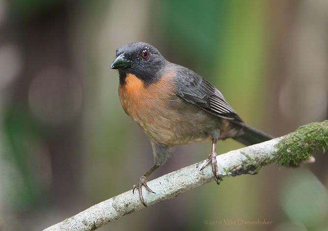 Black-cheeked Ant-Tanager (Habia atrimaxillaris) photo