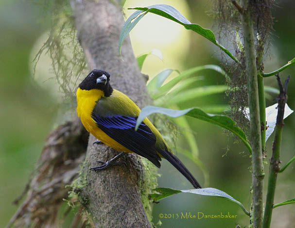 Black-chinned Mountain Tanager (Anisognathus notabilis) photo