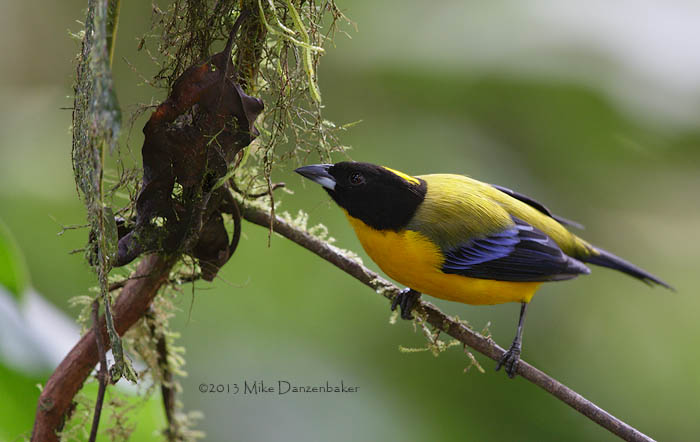 Black-chinned Mountain Tanager (Anisognathus notabilis) photo