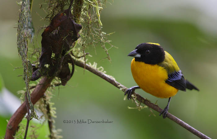 Black-chinned Mountain Tanager (Anisognathus notabilis) photo