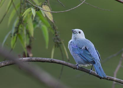 Blue-gray Tanager (Thraupis episcopus) photo image