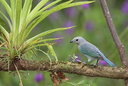 Blue-gray Tanager (Thraupis episcopus) photo image