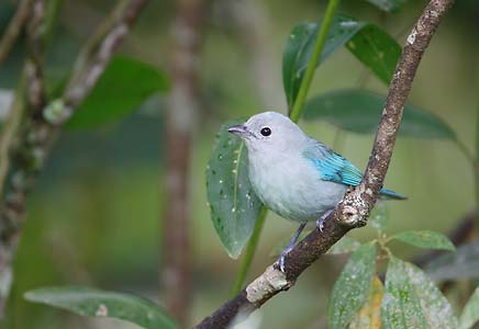 Blue-gray Tanager (Thraupis episcopus) photo image