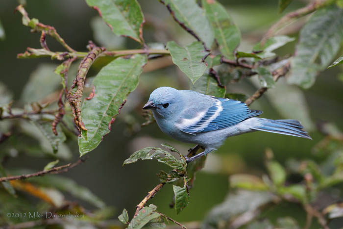 Blue-gray Tanager (Thraupis episcopus) photo