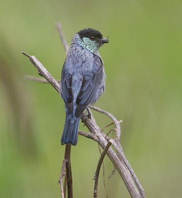 Black-capped Tanager (Tangara heinei) photo image