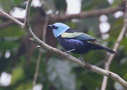 Blue-necked Tanager (Tangara cyanicollis) photo image