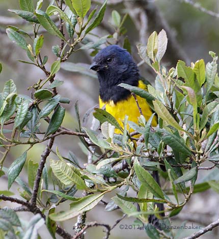 Black-chested Mountain Tanager (Buthraupis eximia) photo image